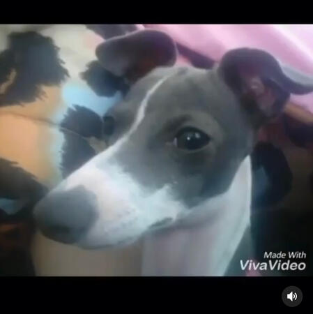this dog from a video i made in 2016