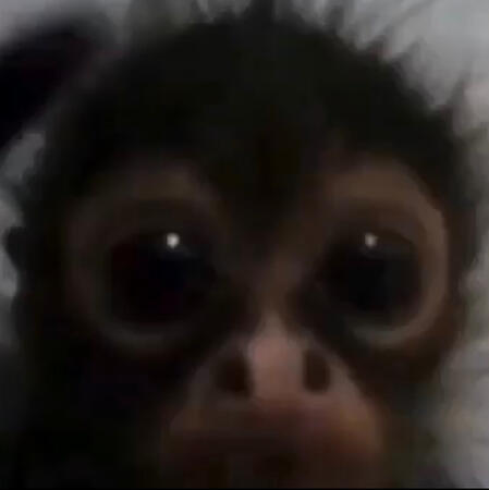 this monkey